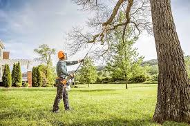 Kingsley, MI  Tree Services Company