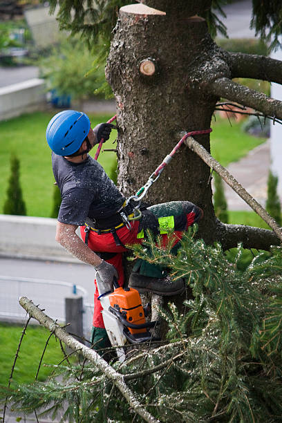 Why Choose Our Tree Removal Services in Kingsley, MI?